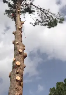 Tala y poda en altura de árboles en Málaga