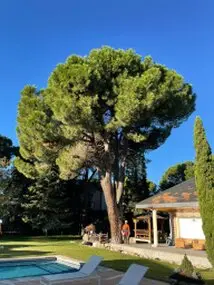 Tala y poda en Altura de árboles en Málaga y municipios