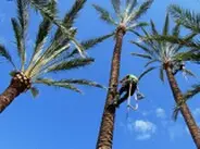 Podas en altura de palmeras, Málaga